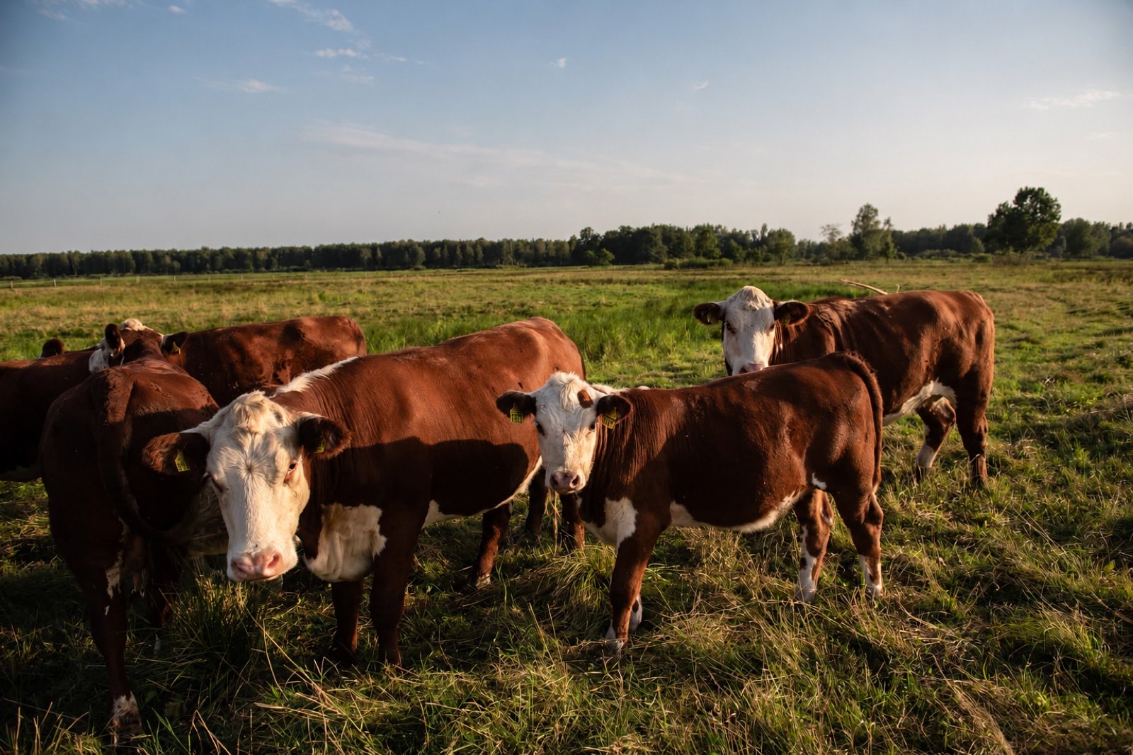 Grazing cattle keeping meadows open in the nature park