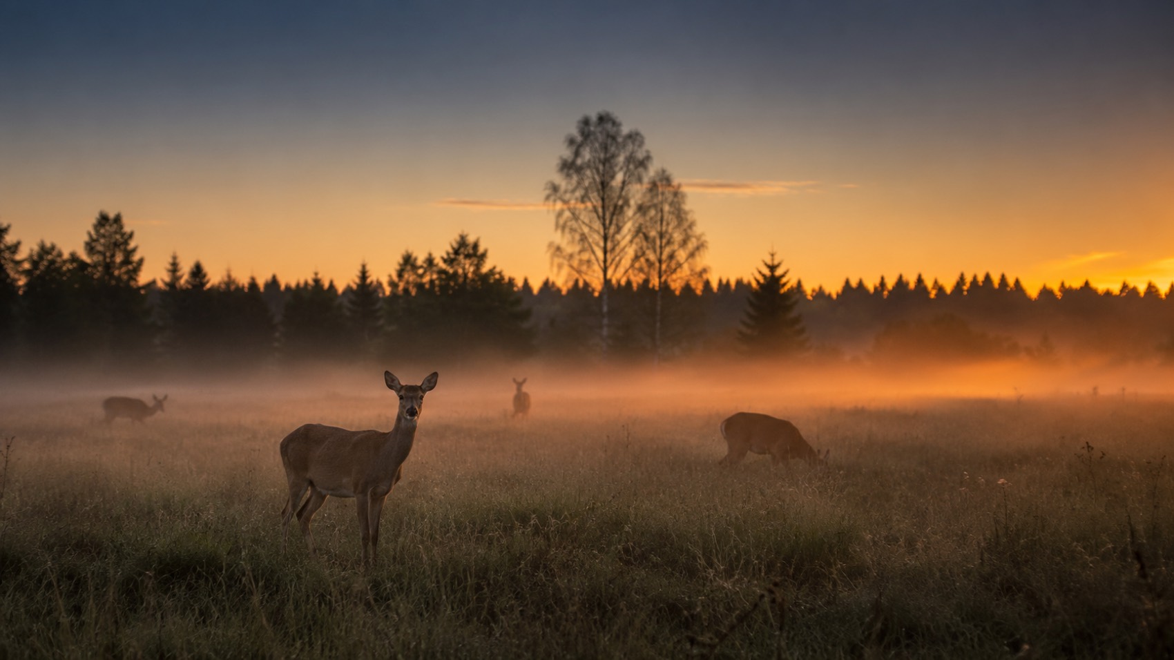 Deer grazing at dawn in a misty meadow at Sita Nature Park