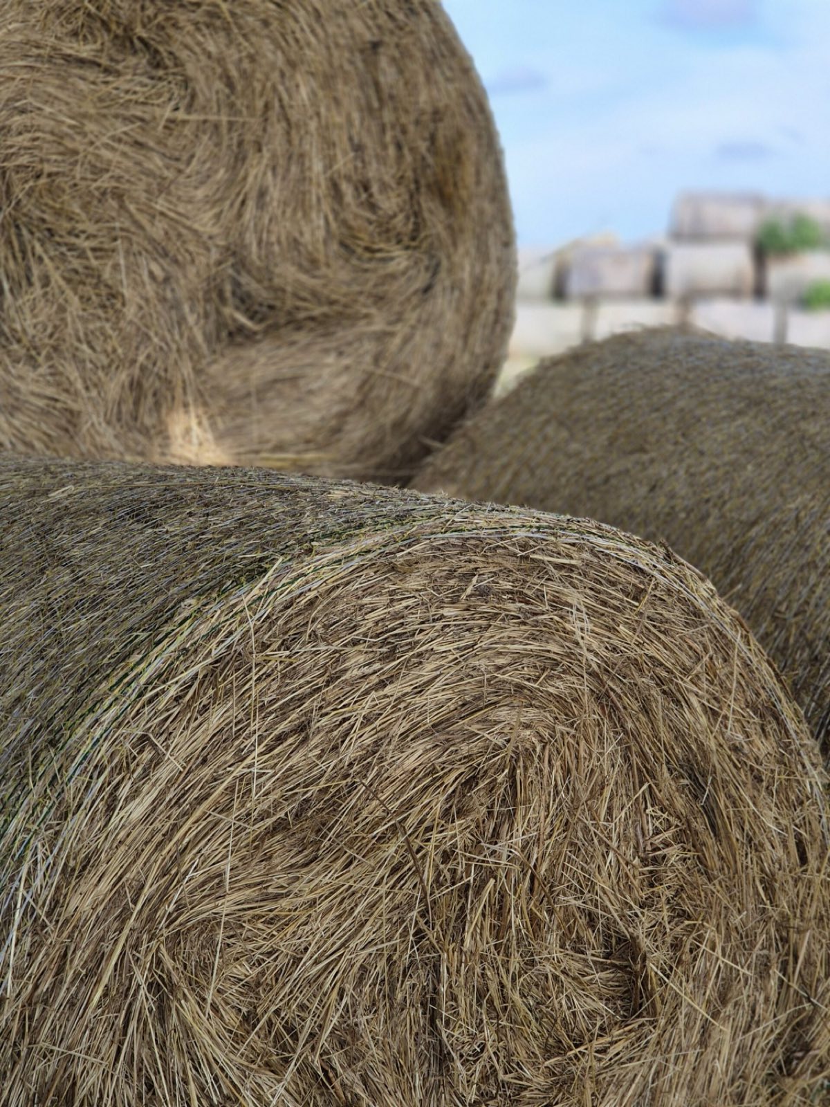 Fodder products in development